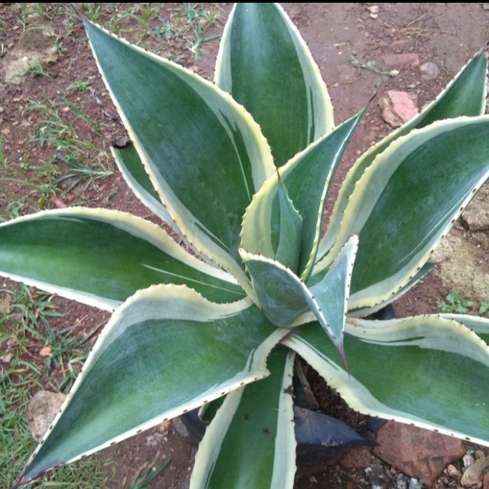 Tanaman Hias Siklok - Agave Hijau - Sansivera Siklok