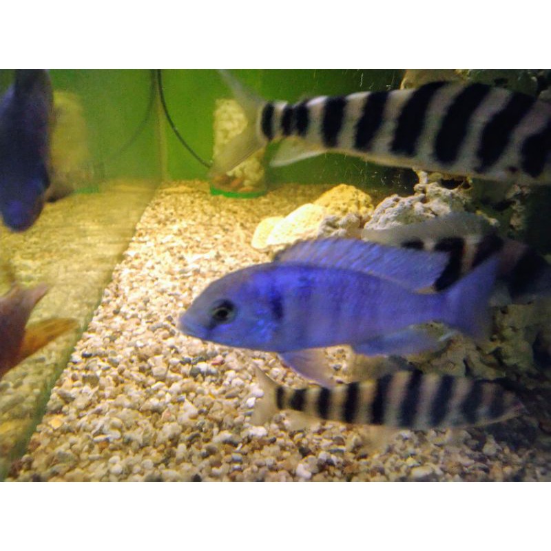 blue morii cichlid