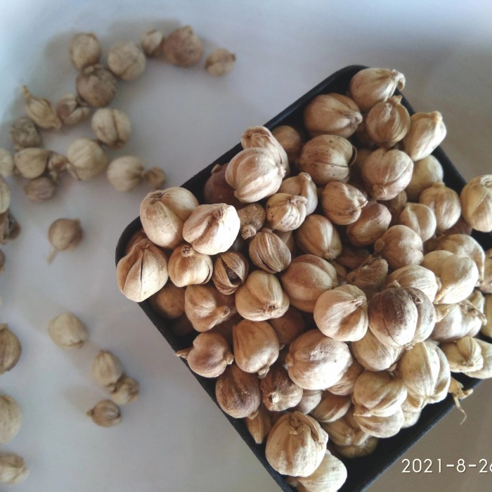 

Jual Kapulaga Jawa Tanpa Pemutih/ True Cardamom / Rempah / 50 Gr - 15gr Murah
