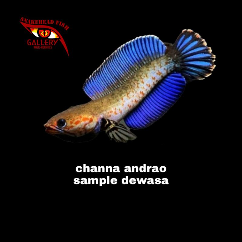 paket hemat channa andrao 5 ekor size 3-4cm
