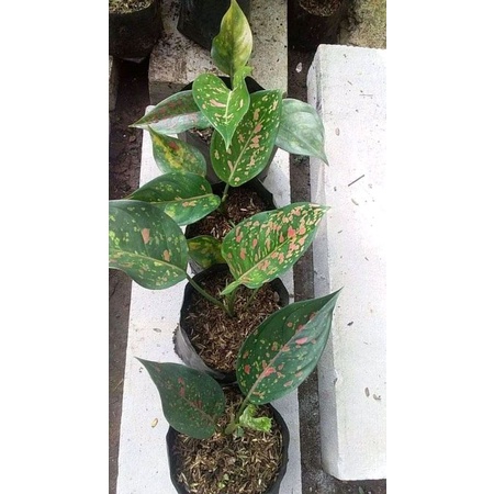 BIBIT AGLONEMA VENUS // TANAMAN BABY VENUS