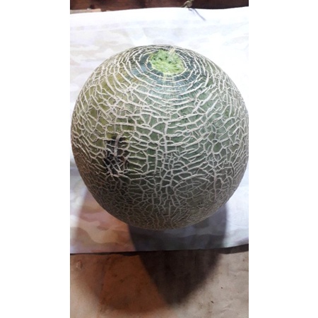 

melon orange 2kg
