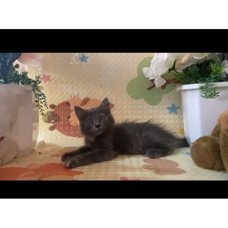 KUCING KITTEN BRITISH SHORT HAIR