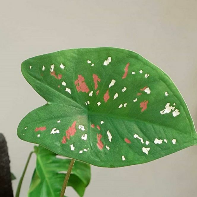 Tanaman hias keladi tricolour - Caladium tricolour