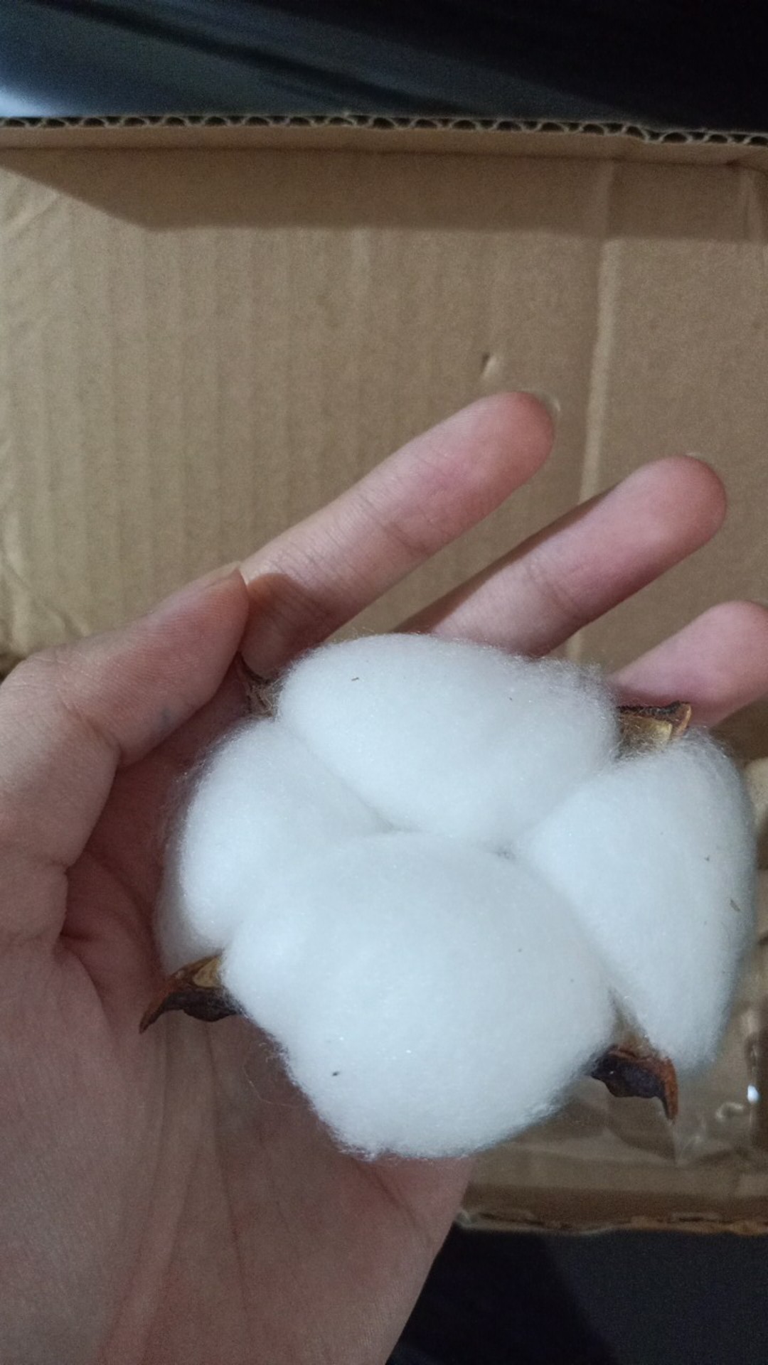 Dried Cotton Bunga Kapuk Bunga Kapas Kering