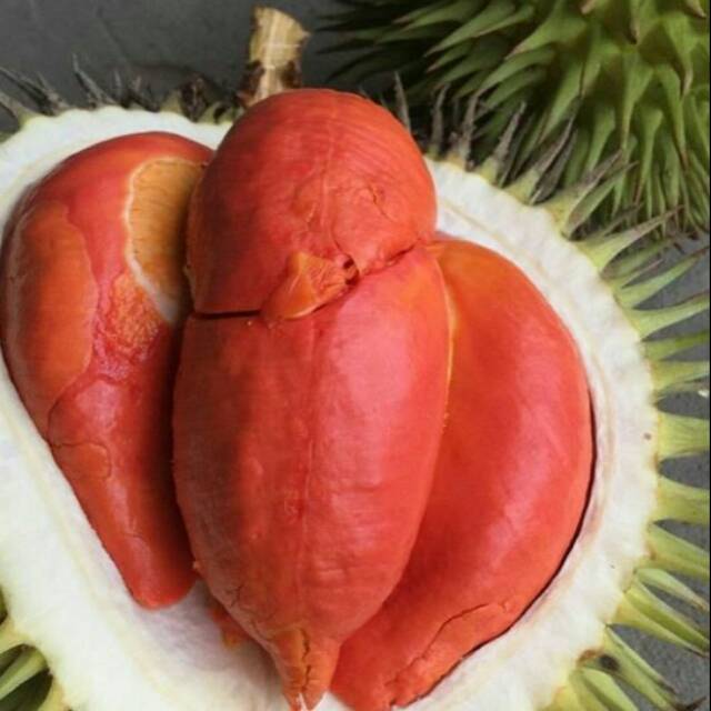 Bibit Durian Merah