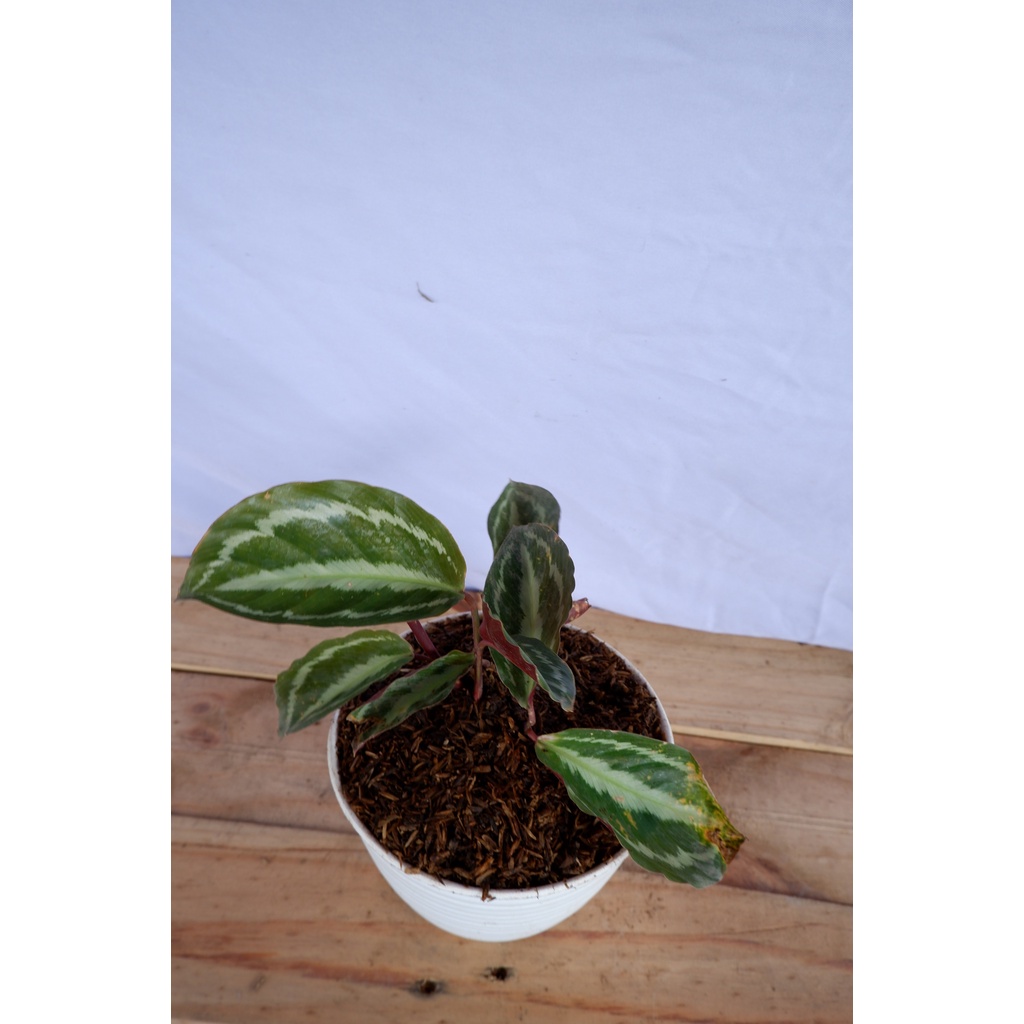 Calathea Silver Back - Tanaman Daun