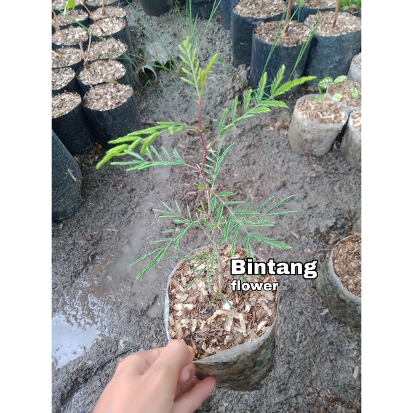 tanaman Arabika bahan bonsai Klampis ireng