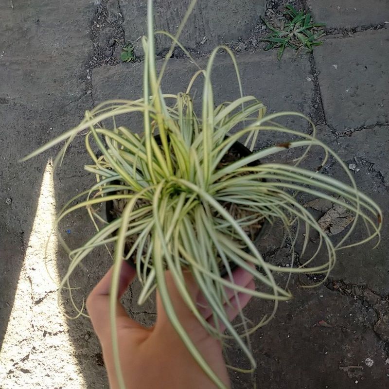 Harga Corex Terbaru Juni 2024 BigGo Indonesia