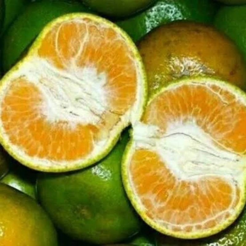 Bibit jeruk keprok madu