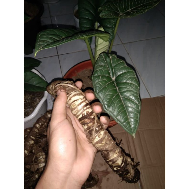 Umbi alocasia bisma jual per kg