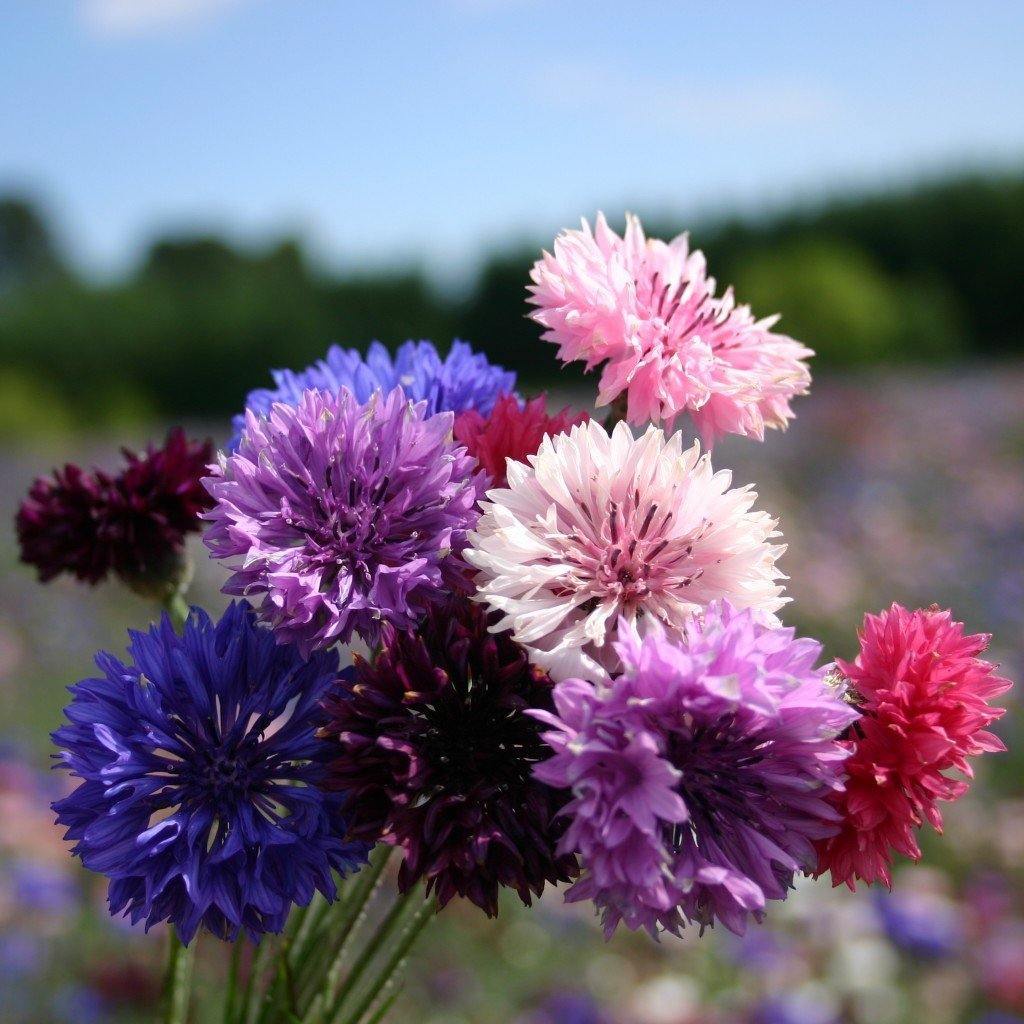 Benih Bibit Biji - Bunga Cornflower Polka Dot Mix (Centaurea cyanus) Flower Seeds - IMPORT