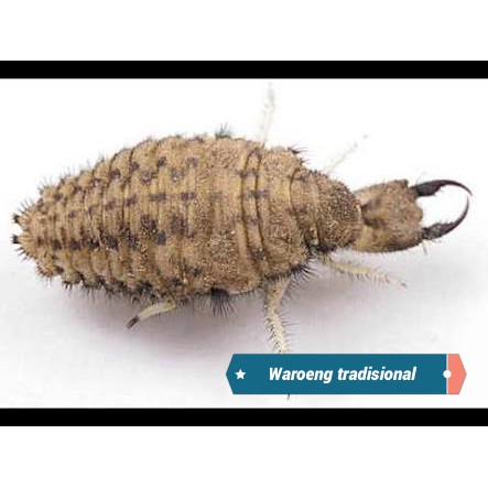 Undur Undur Obat Diabetes Masih Hidup Shopee Indonesia