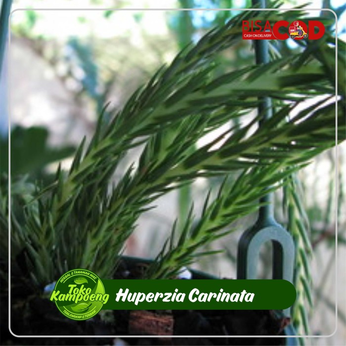 Huperzia carinata kumpai ekor tikus unik