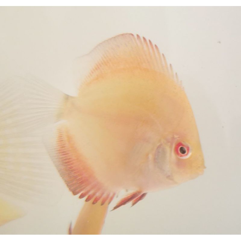 Ikan Hias aquarium Discus Red Melon RM,1.5 inch an, bs makan Burger, vibrabite, cabek, pellet ikan