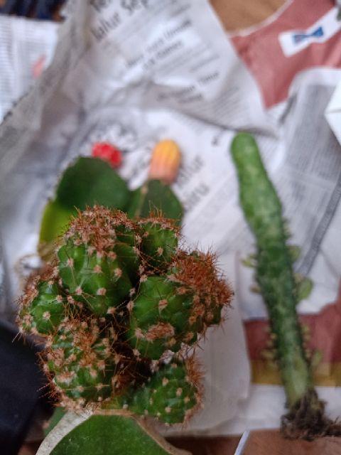 Paket Hemat 3 Pcs Plus Pot