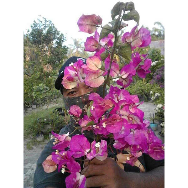 Bougenville citra India ori