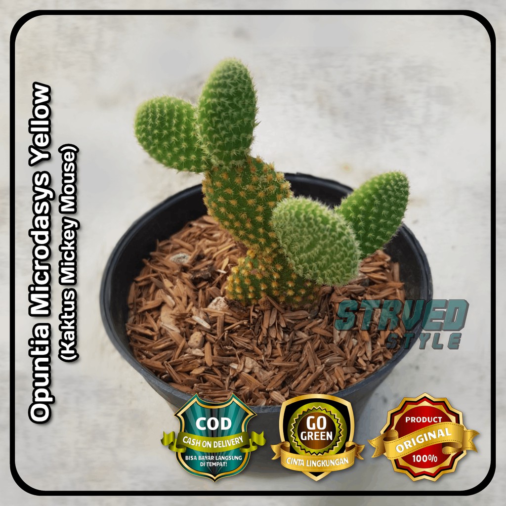  KAKTUS  MICKEY MOUSE OPUNTIA MICRODASYS KUNING  OWNROOT 