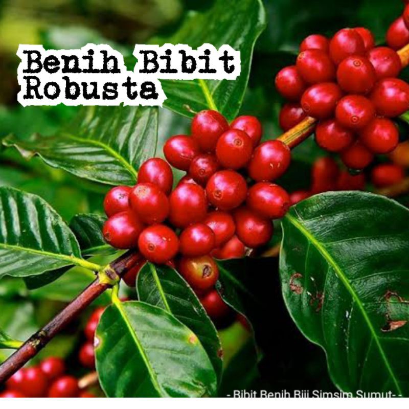 10 Biji Bibit Kopi Robusta Sidikalang Siap Semai Bibit Kwalitas Terbaik