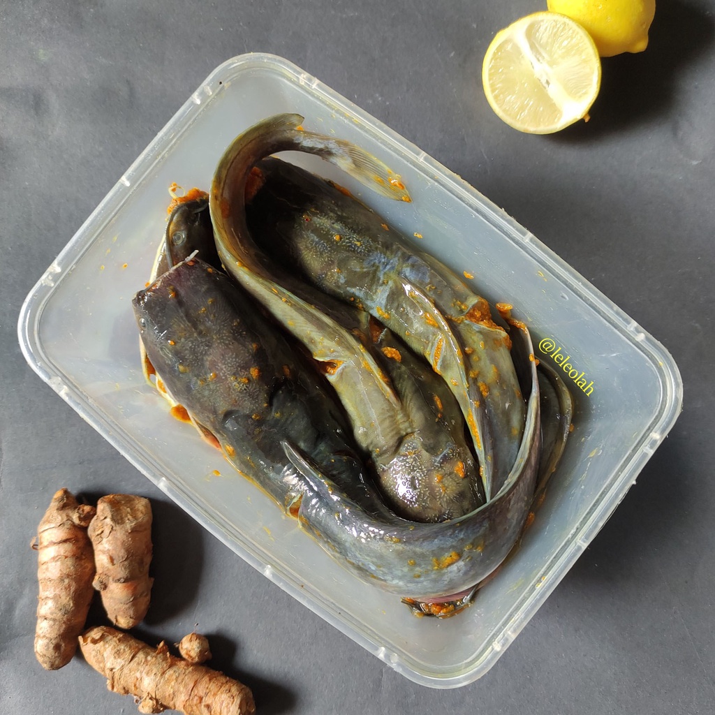 

Lele Segar Siap Masak 500GR 1 KG