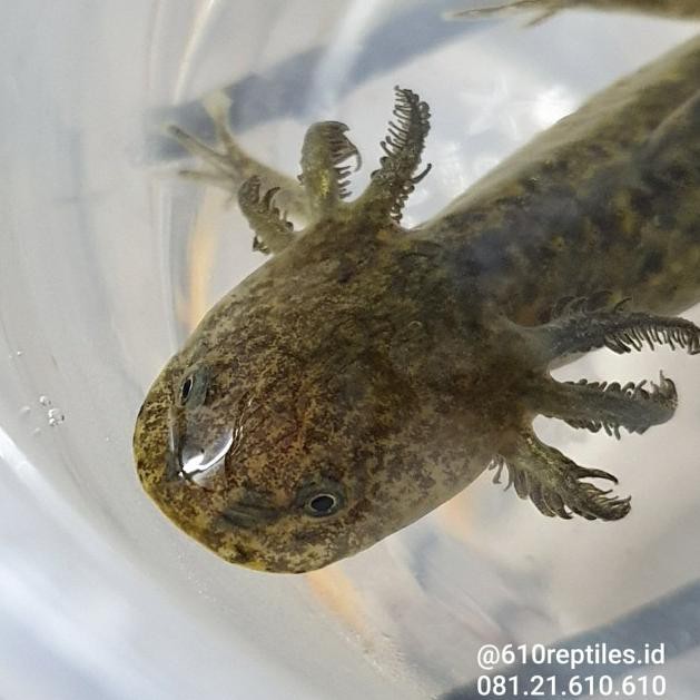 Ikan Salamander Axolotl Remaja Hitam Shopee Indonesia