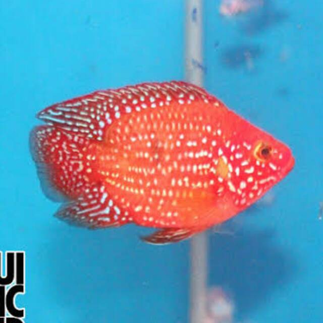 Super Red Jewel IMPORT Short Body Balon Cichlid