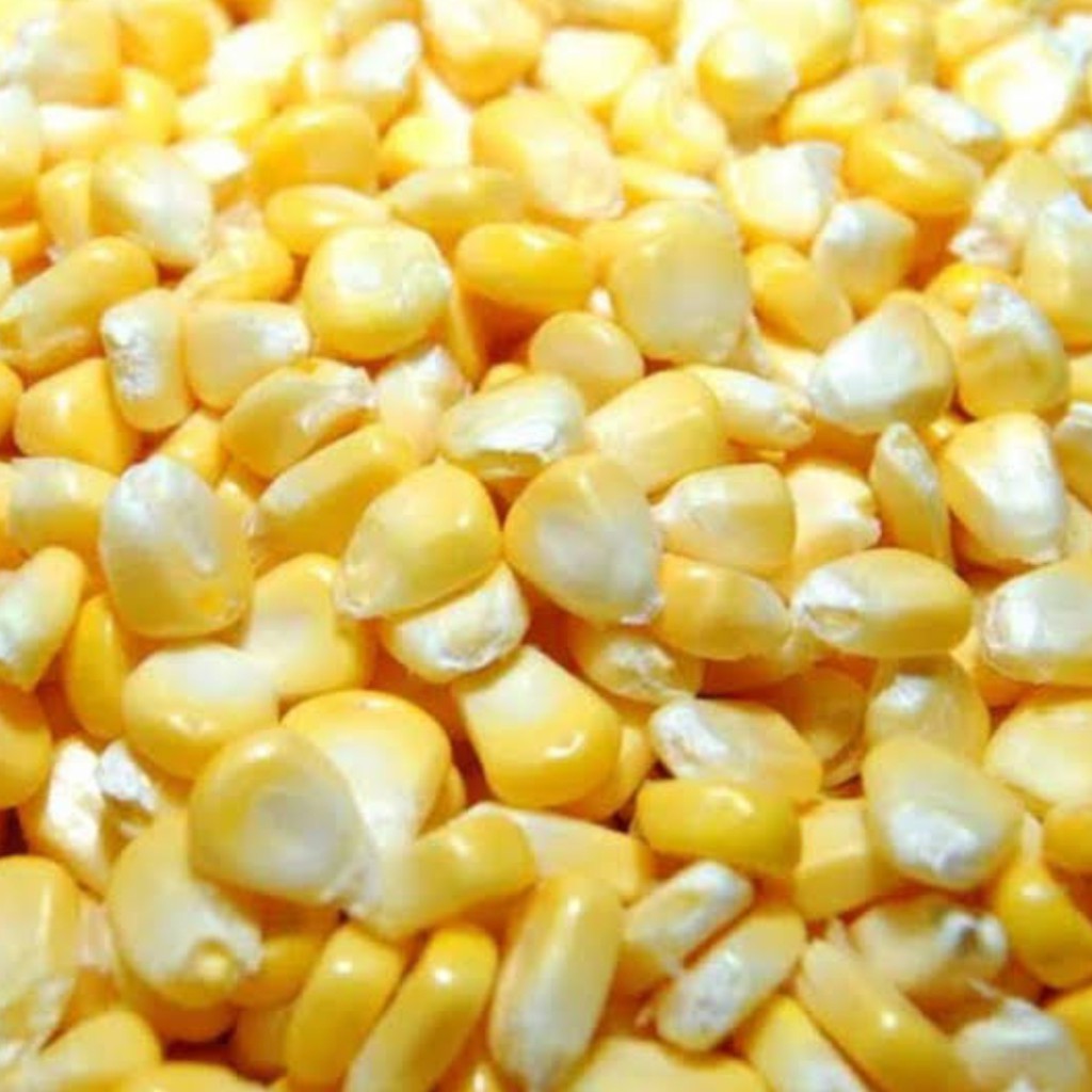 

Jagung manis pipil kuning 1 kg jagung pipil homemade jagung potek