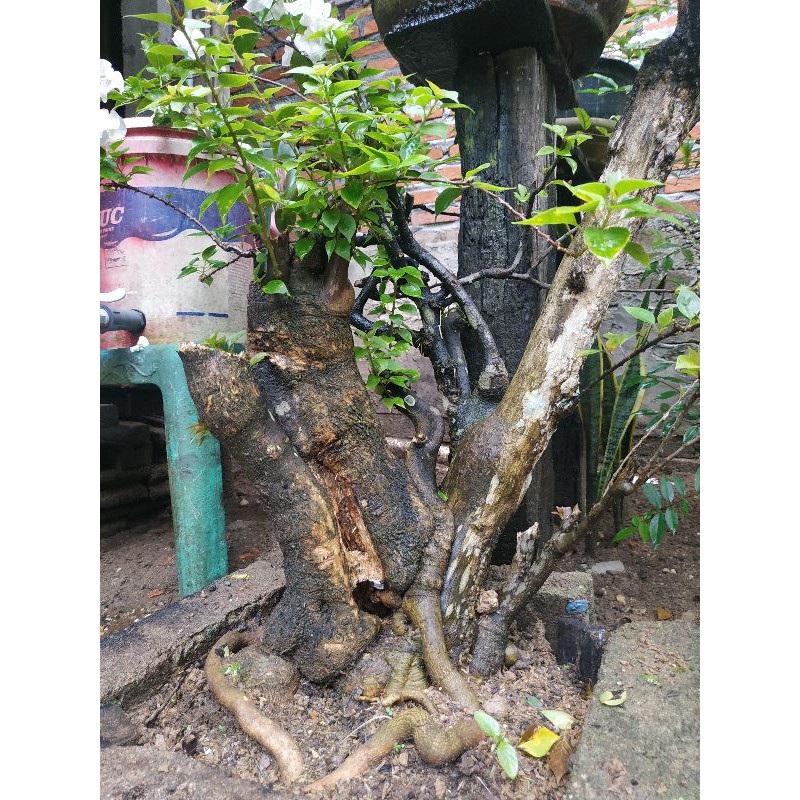 bonsai bunga kertas Bougenville batang besar xxxl