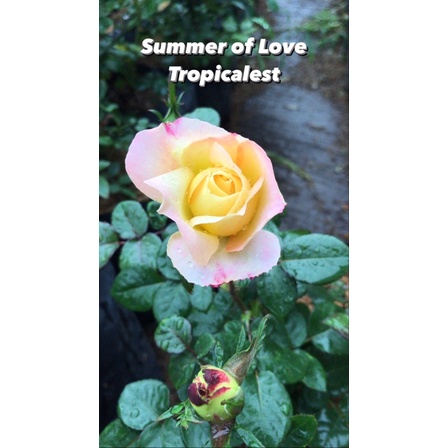 Mawar Import Summer of Love