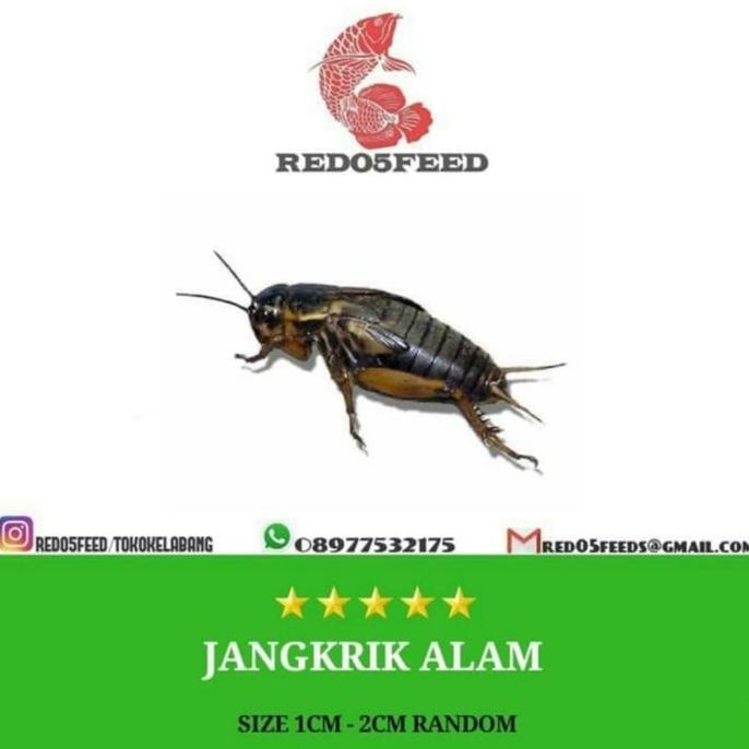 NEW PRODUK JANGKRIK HIDUP MAKANAN IKAN & BURUNG