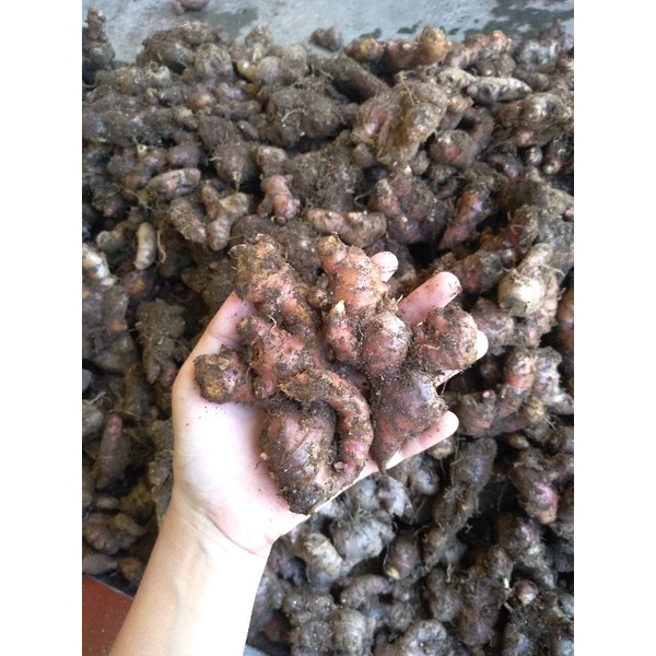 

JAHE MERAH LOKAL MURAH KEMASAN 1KG