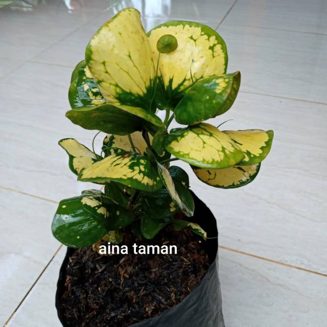 POHON PURING APEL KUNING-tanaman puring apel