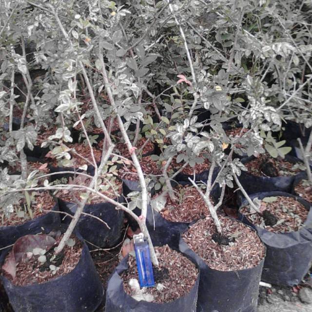 Bahan Bonsai Ulmus Variegata Impor