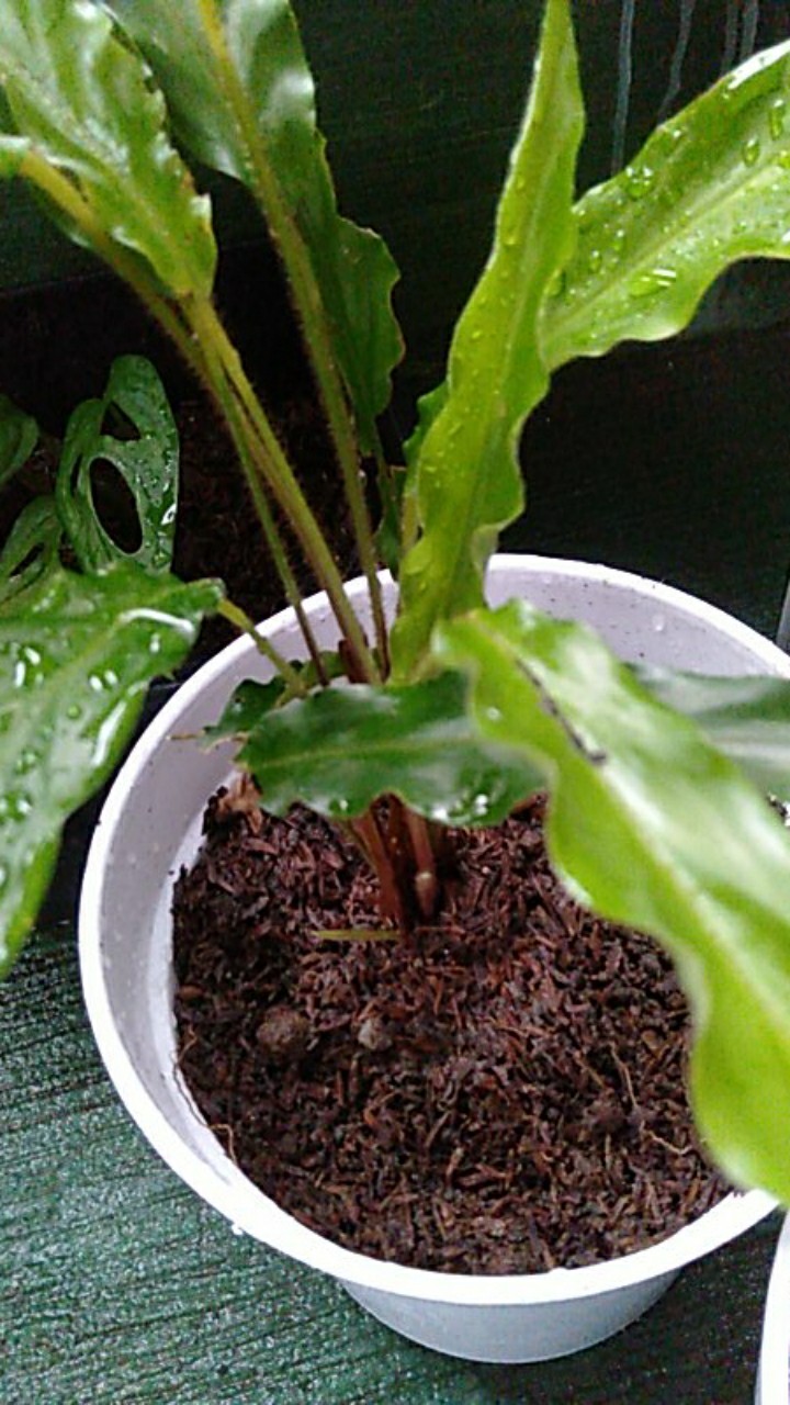 Tanaman Hias Calathea Rufibarba