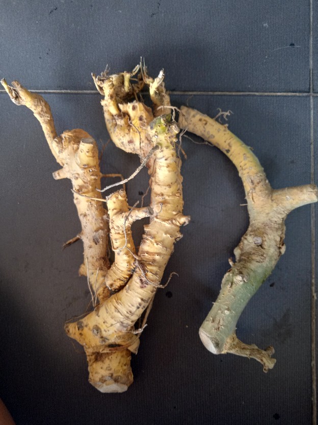 Bahan Bonsai Serut Hasil Dongkel Di Jamin Masih Fresh