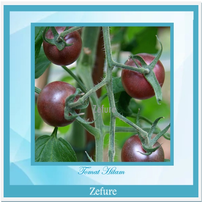 Bibit Tomat Hitam Benih Tanaman Tomat Hitam