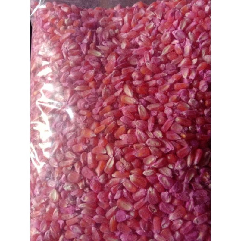 1000Biji BENIH JAGUNG KRISTAL SUPER