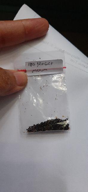 100seed  Bibit Benih Biji Bunga Jengger Ayam Cockscomb