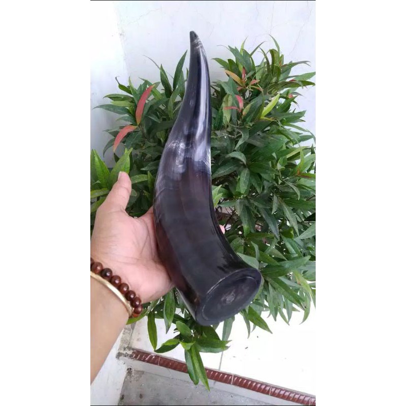 Pipa once tanduk jumbo