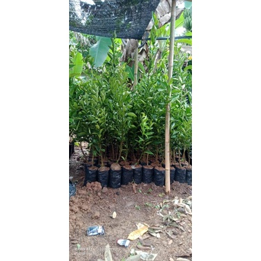 Bibit Jeruk Keprok Madu