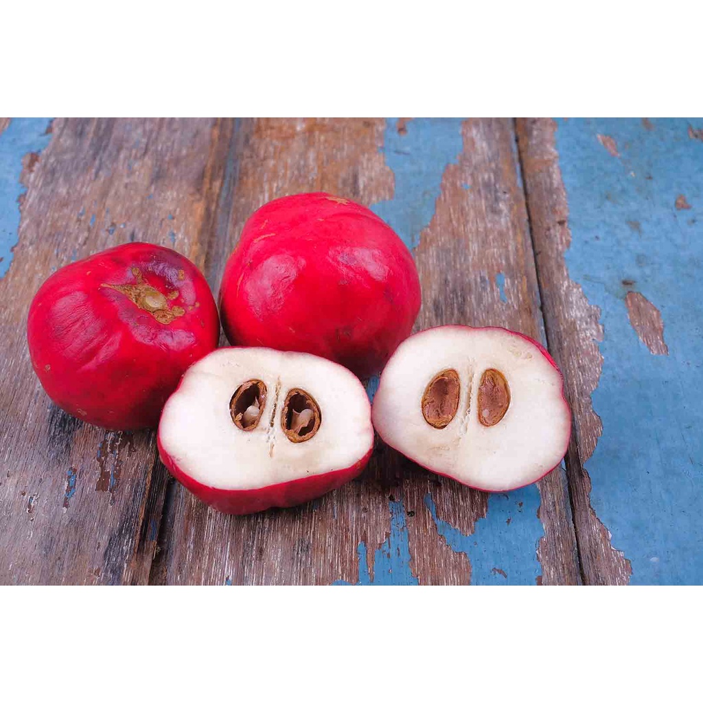 Buah Mahkota Dewa Segar