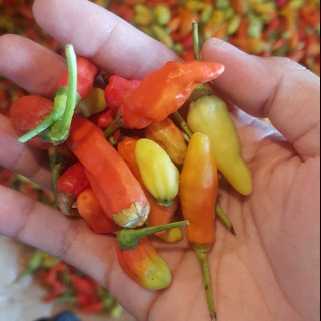 

Cabe rawit merah 1 kg