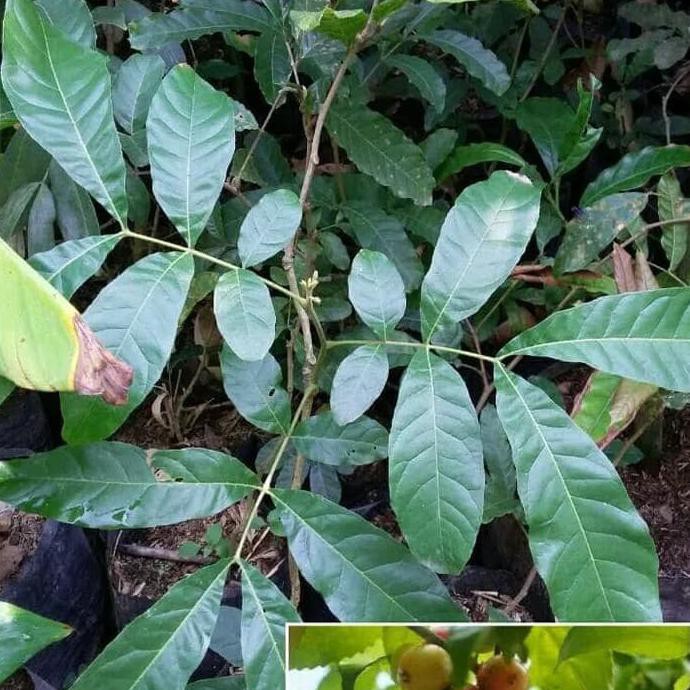 BIBIT TANAMAN BUAH LANGKA LOBI LOBI PAK0Y