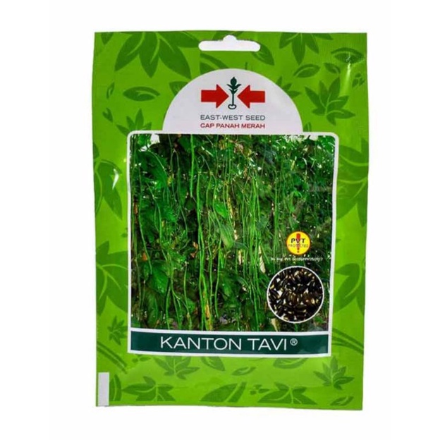 

kacang panjang kanton tavi sp