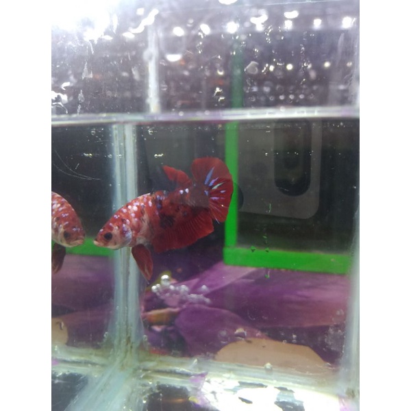 ikan cupang red koi galaxy