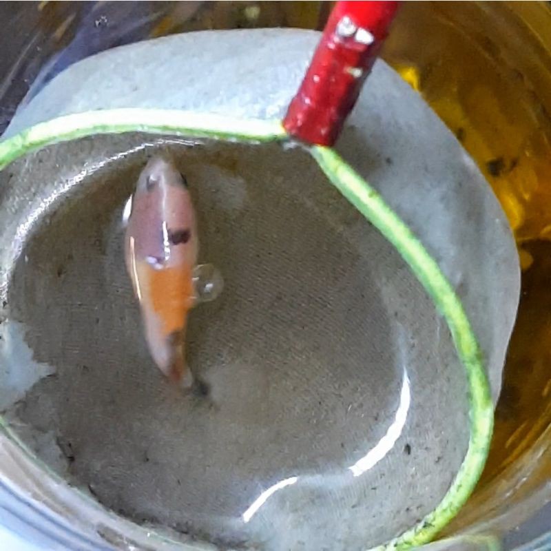 Cupang Nemo Koi (female)