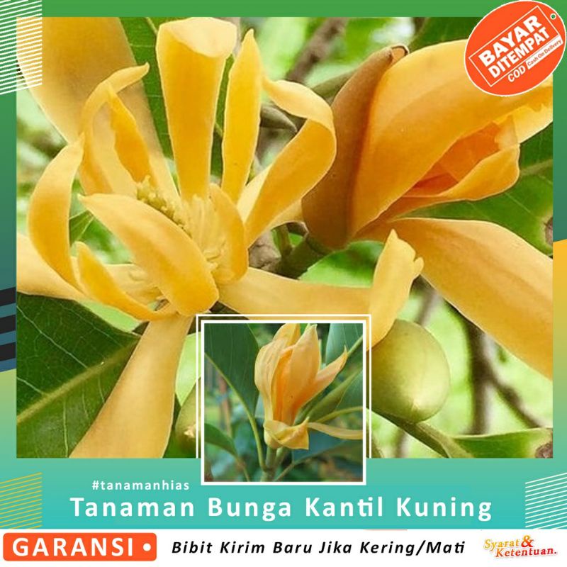 Bibit Cempaka Kuning