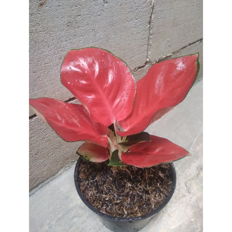 aglonema  suksom jaipong culture