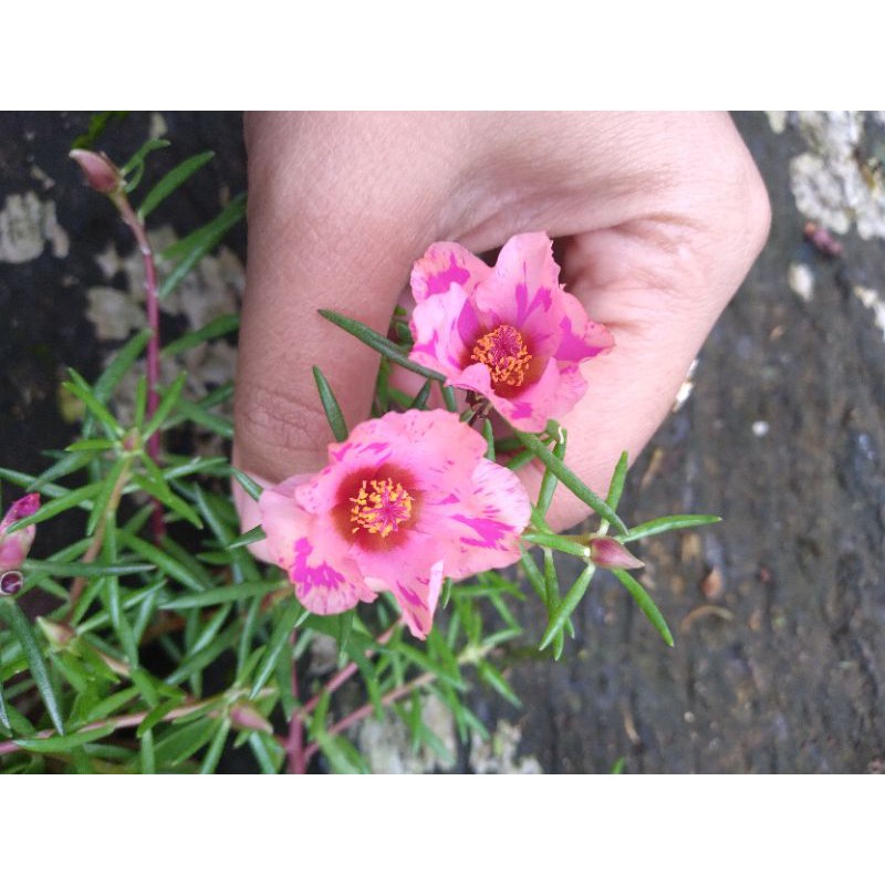 BUNGA KROKOT TIARA PEACH PINKIES