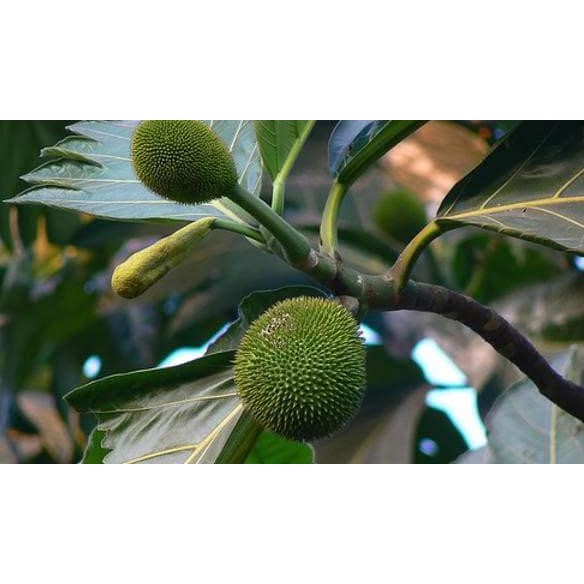 Bibit Tanaman Buah Kluwih Re5t0ck